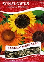 LV - Sunflower Autumn Beauty Seed