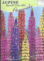 LV - Lupine Russell's Prize Mixture Seed