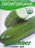 LV - Organic Straight Eight Cucumber Seed