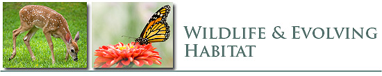 Wildlife Nurturing &amp; Management